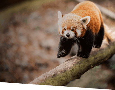 Синтез<br>олигонуклеотидов